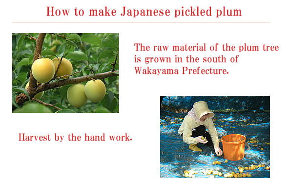 Habutae Umeboshi, Japanese pickled plum, Low salt pickled plum